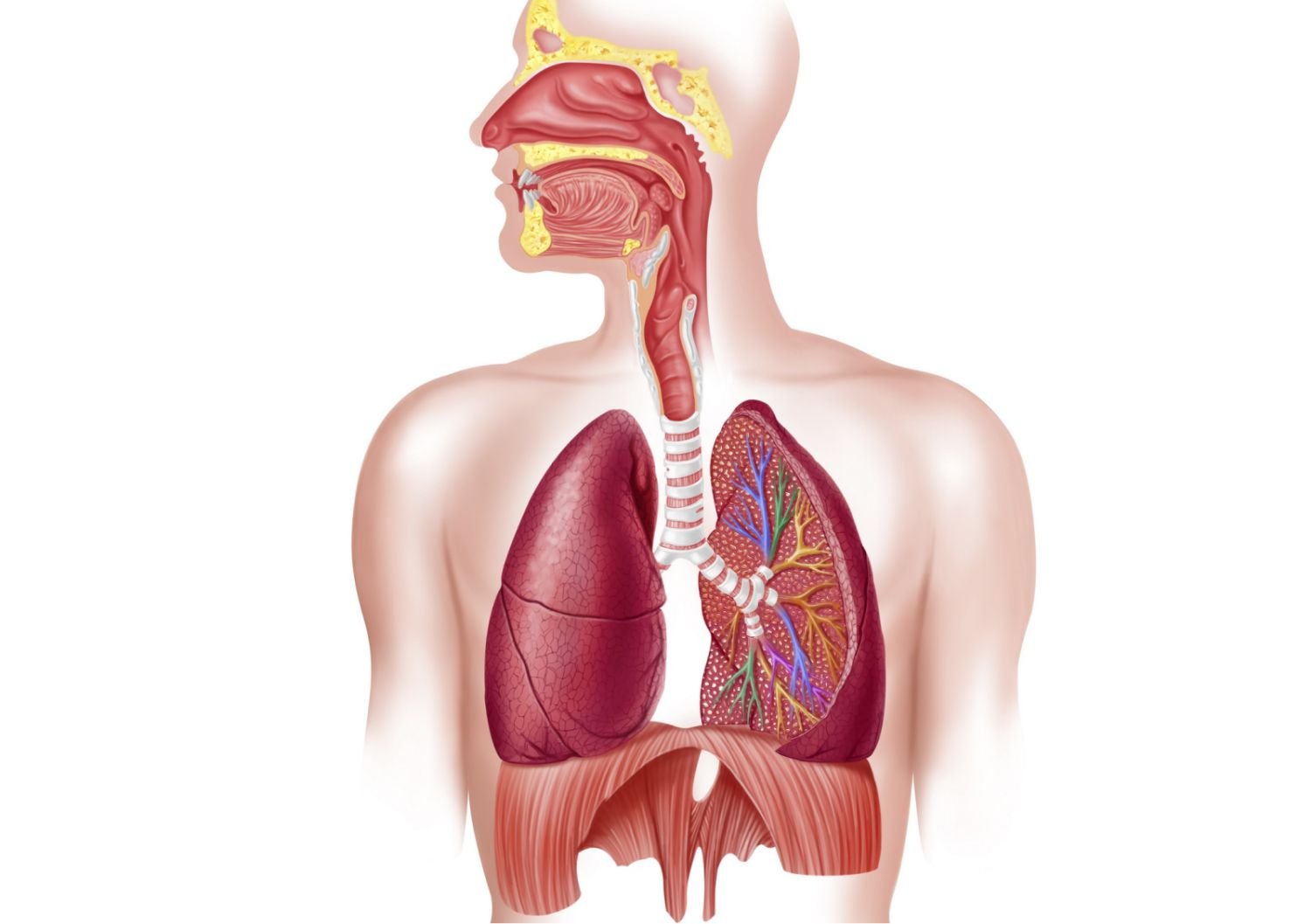 respiratory_system