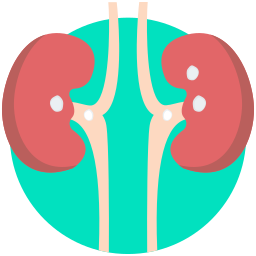 Kidney